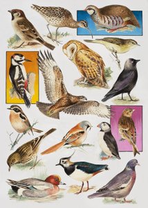 Les Oiseaux de Grande-Bretagne - English School