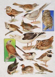Les Oiseaux de Grande-Bretagne - English School