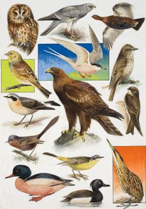 Les Oiseaux de Grande-Bretagne - English School