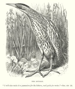Le Bittern (gravure) - English School