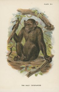 Le Chimpanzé chauve - English School