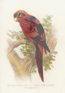 Le Lori à rayures bleues, Lorius Cyanostriatus - English School