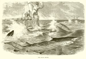 Le requin bleu - English School