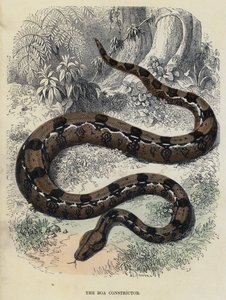Le Boa Constrictor (gravure en couleur) - English School
