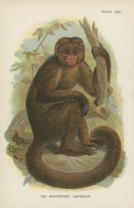 Le Capucin bonneté - English School