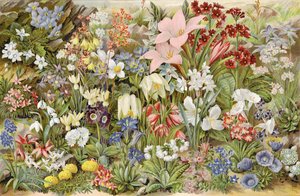 Le jardin alpin du garçon, ou plantes de rocaille et comment les cultiver - English School