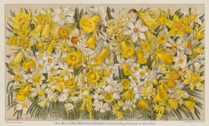Le jardin de jonquilles du garçon