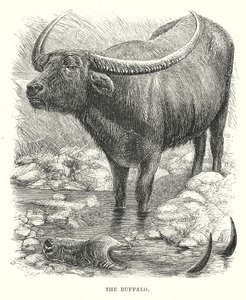 Le Buffle (gravure) - English School