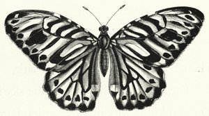 Le Papillon - English School