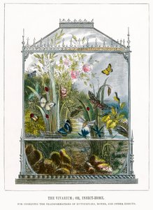 Le vivarium à papillons (gravure colorée)