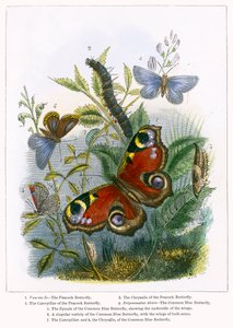 Le vivarium à papillons (gravure colorée) - English School