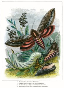 Le vivarium à papillons (gravure colorée) - English School