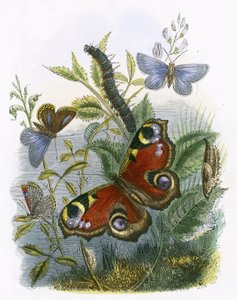 Le vivarium des papillons