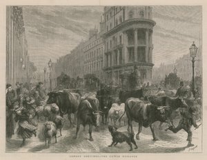 La nuisance du bétail
