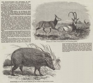 Le Choiropotamus et Leucoryx, dans les jardins de la Société Zoologique, Regent