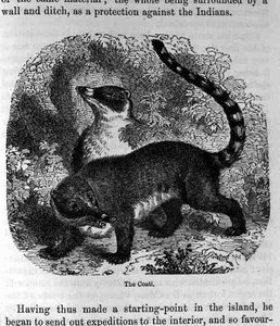 Le Coati, de Saint-Domingue passé et présent par Samuel Hazard, pub. 1873 - English School