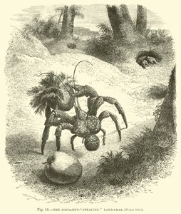Le Crabe voleur de noix de coco, Birgus latro