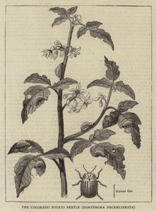 Le doryphore de la pomme de terre du Colorado, Doryphora decemlineata - English School