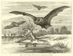 La chauve-souris commune, Vespertilio pipistrellus, en vol - English School