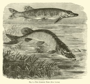 Le brochet commun, Esox lucius - English School