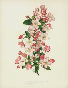 Le Pommier à Fleurs Abondantes, Pyrus (Malus) Floribunda