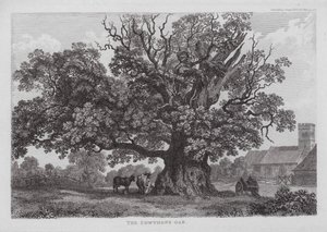 Le chêne de Cowthope (gravure) - English School
