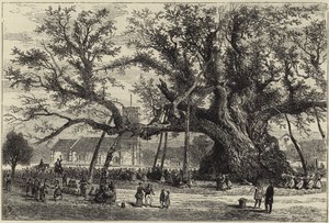 Le chêne de Cowthorpe - English School