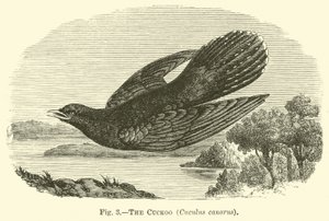 Le coucou, Cuculus canorus