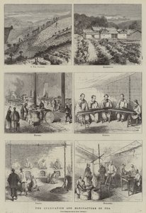 La culture et la fabrication du thé (gravure)