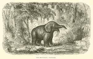 Le Dinothère, restauré (gravure) - English School