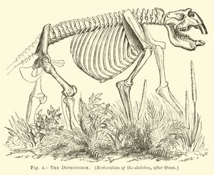 Le Diprotodon - English School
