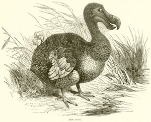 Le dodo