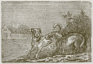 Le chien et le loup (gravure) - English School