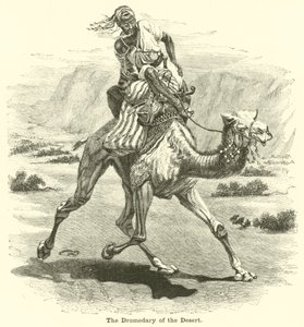 Le dromadaire du désert - English School