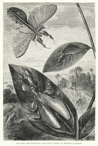 Les Œufs et les Formes Immatures et Adultes de Phyllium siccifolium - English School