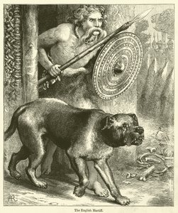 Le Mastiff anglais (gravure)