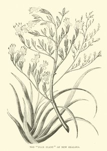 La plante de lin de Nouvelle-Zélande - English School