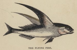 Le Poisson volant - English School