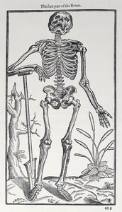 La partie avant des os, planche de The Historie of Man publiée par John Banister, 1578 - English School