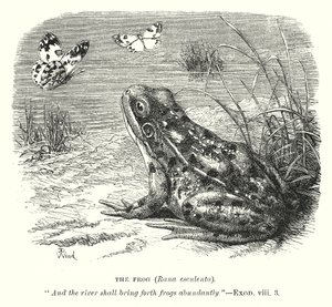 La grenouille (Rona Esculenta) (gravure) - English School