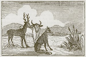 La grenouille et le renard (gravure) - English School