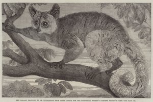Le Galago, apporté par le Dr Livingstone d