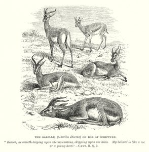 La gazelle (Gazella Dorcas) ou biche de l