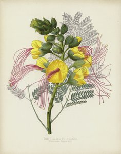 La Poinciana de Gillies, Poinciana Gilliesii - English School