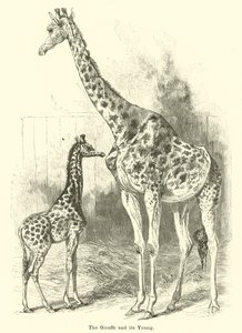 La girafe et son petit - English School
