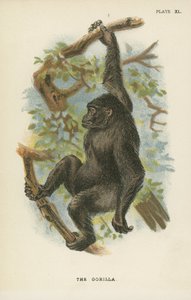 Le Gorille - English School