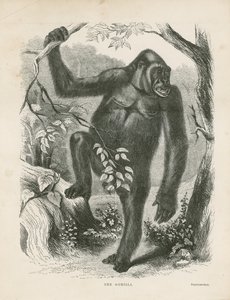 Le Gorille, frontispice des Explorations et Aventures en Afrique équatoriale par Paul B du Chaillu