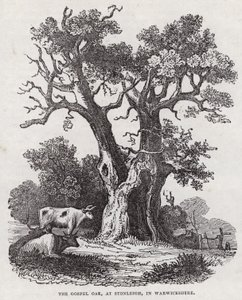 Le chêne de l