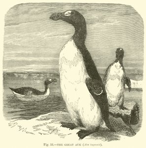 Le Grand Pingouin, Alca impennis - English School