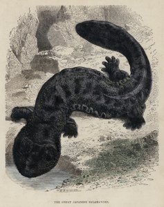La Grande Salamandre Japonaise - English School